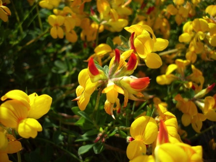 Bird's foot trefoil, Felixstowe nature reserve